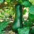 Dynia orzechowa (butternut): korzyści i szkody, kalorie, przepisy